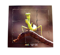 Layered Life Cycle Praying Mantis - JJ648