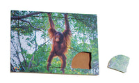 Endangered Animals - Orangutan - JJ749