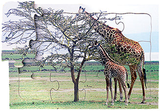 Giraffe - Mother and Young